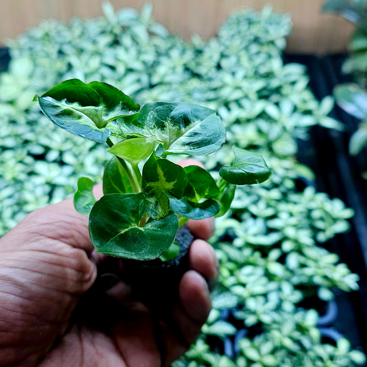Terrarium Plant Plugs β Mix & Match | Australia-Wide Delivery