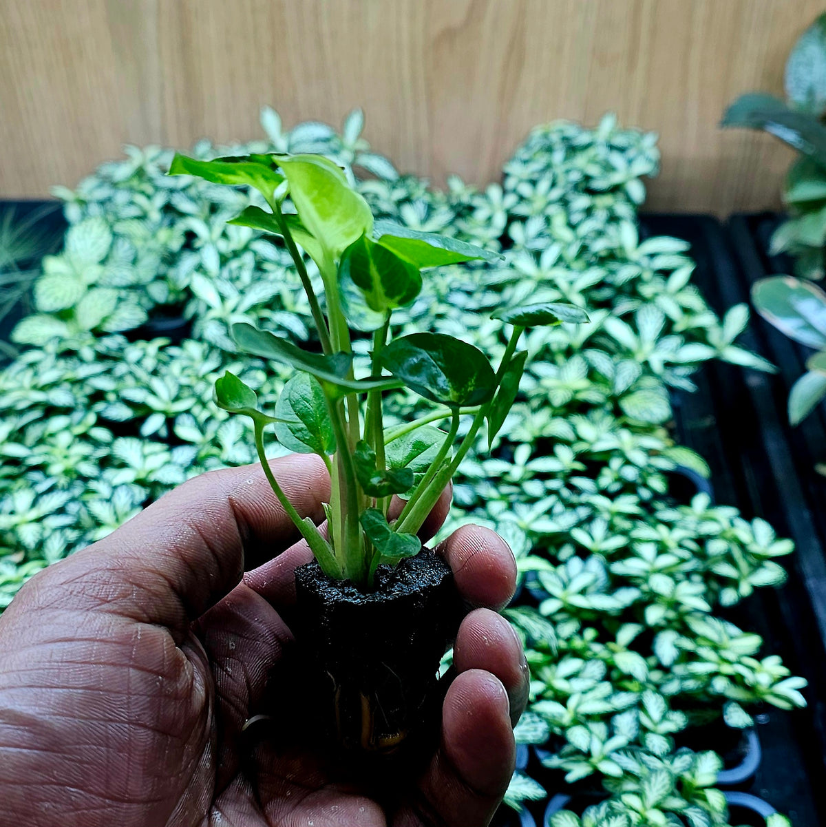 Terrarium Plant Plugs β Mix & Match | Australia-Wide Delivery