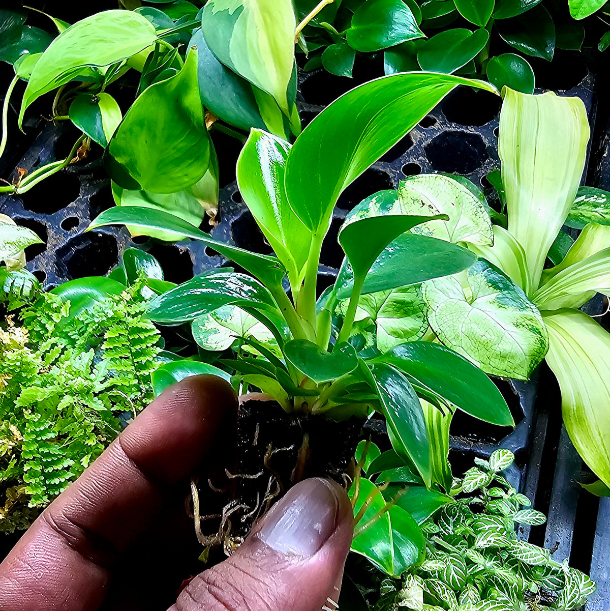 Terrarium Plant Plugs β Mix & Match | Australia-Wide Delivery