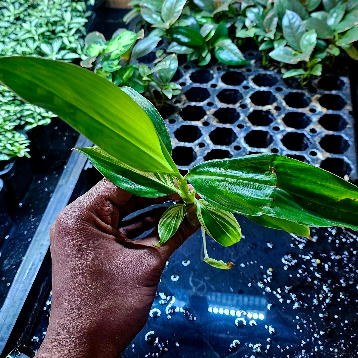 Terrarium Plant Plugs β Mix & Match | Australia-Wide Delivery