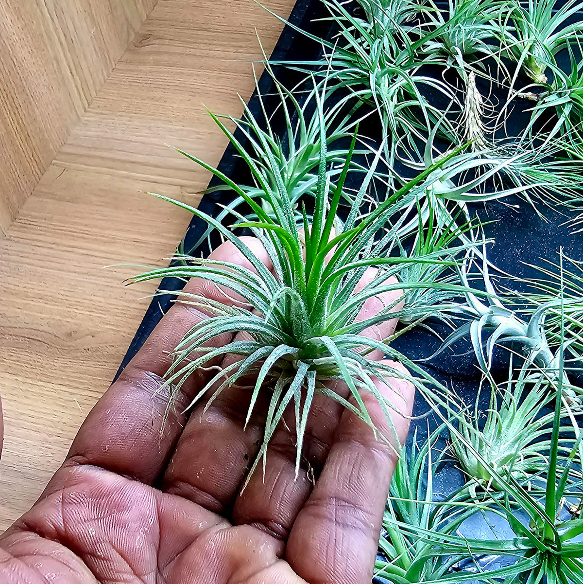 Terrarium Plant Plugs β Mix & Match | Australia-Wide Delivery
