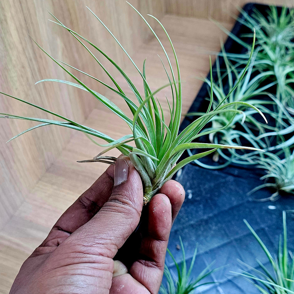 Terrarium Plant Plugs β Mix & Match | Australia-Wide Delivery