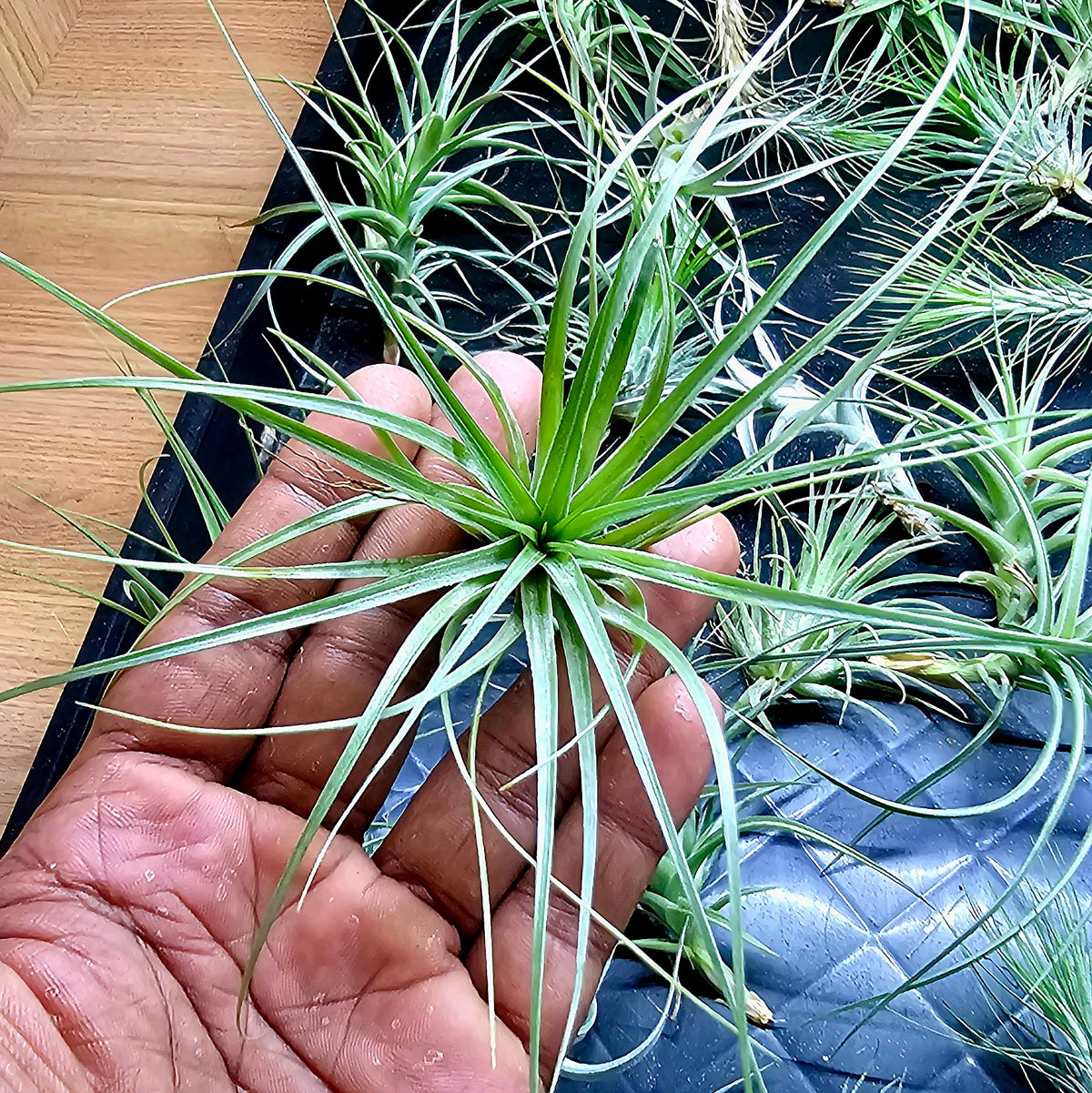 Terrarium Plant Plugs β Mix & Match | Australia-Wide Delivery