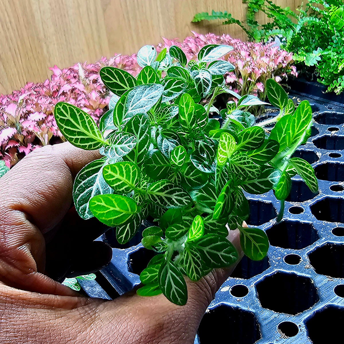 Terrarium Plant Plugs β Mix & Match | Australia-Wide Delivery