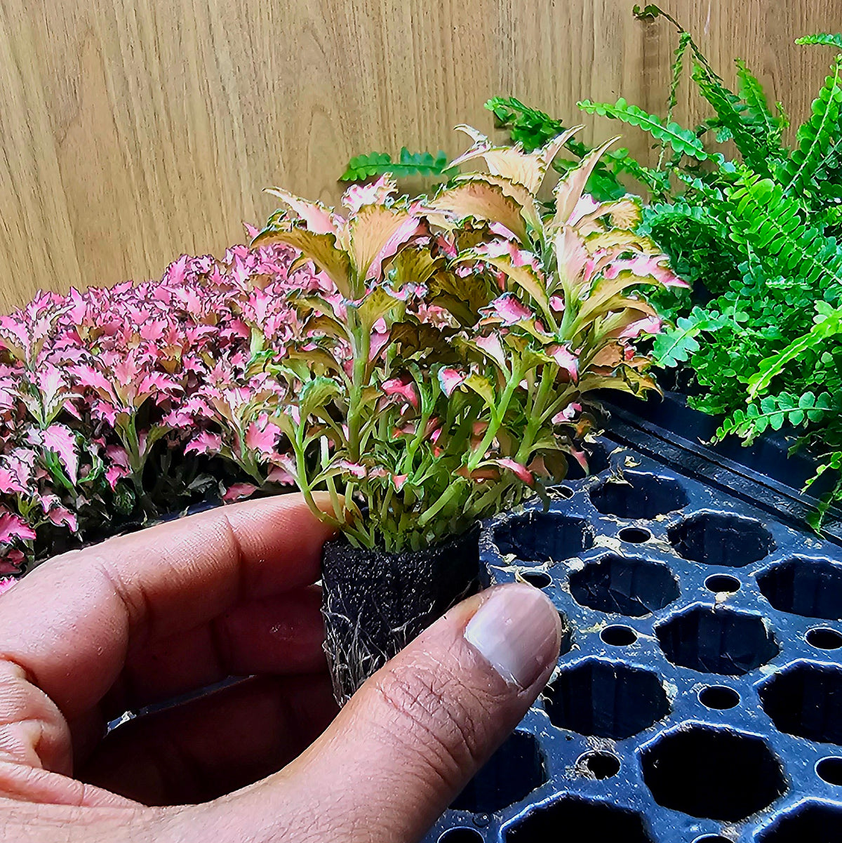 Terrarium Plant Plugs β Mix & Match | Australia-Wide Delivery