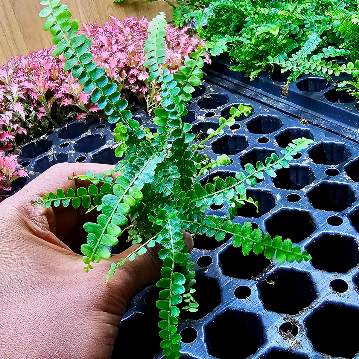 Terrarium Plant Plugs β Mix & Match | Australia-Wide Delivery