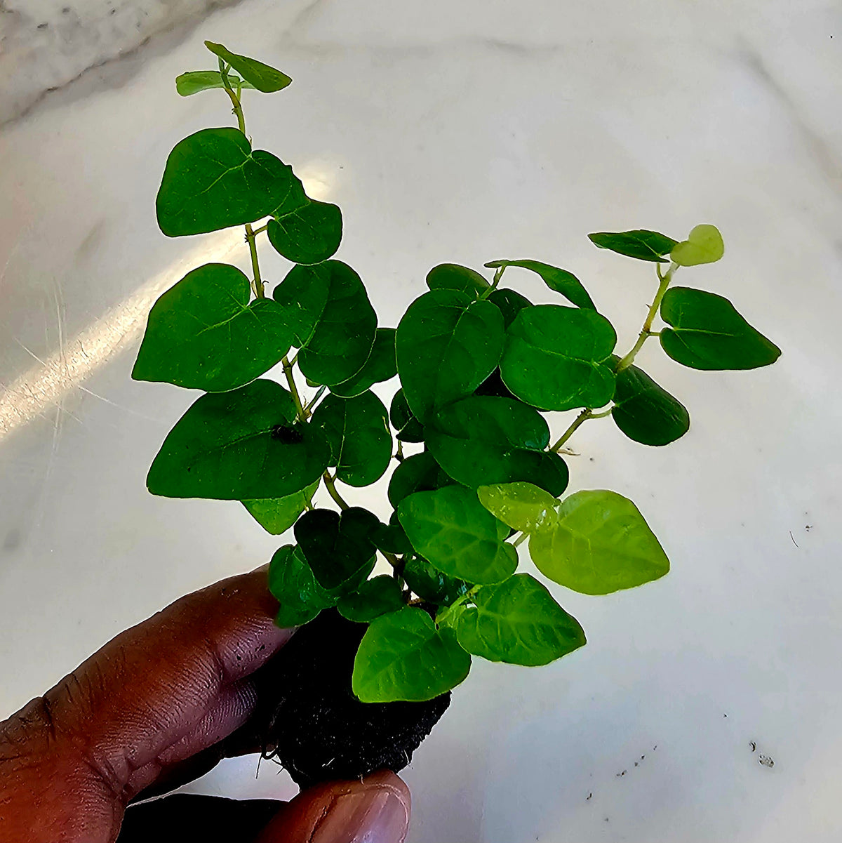 Terrarium Plant Plugs β Mix & Match | Australia-Wide Delivery