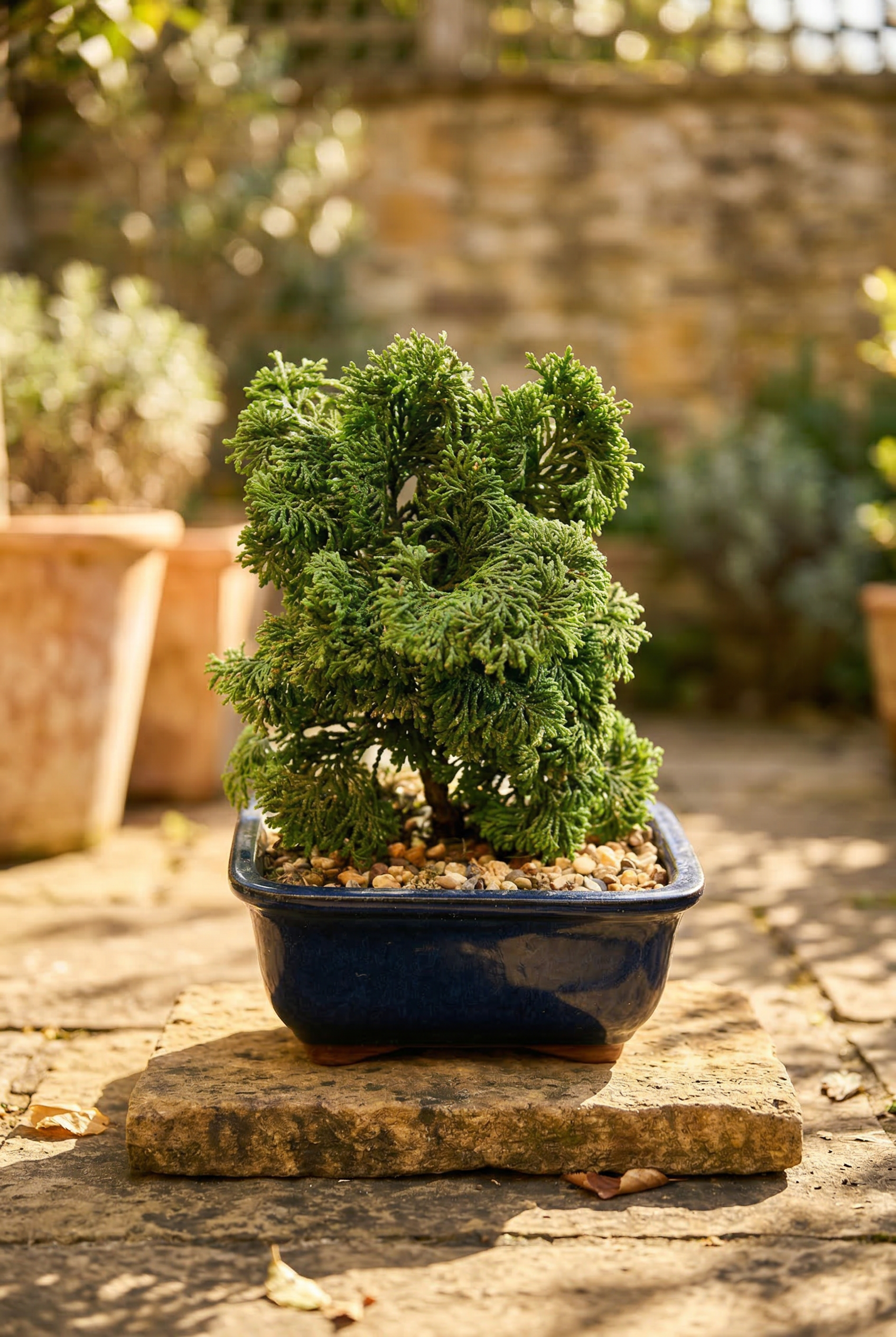 Bonsai Tree (Premium Selection)