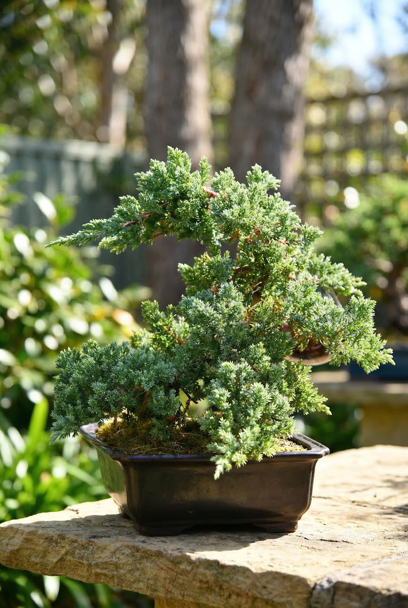 Bonsai Tree (Premium Selection)