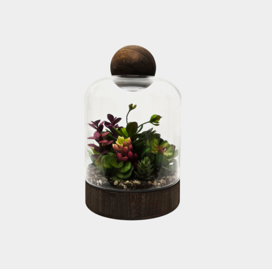 Glass Terrariums with Dark Wood Bases – Multiple Shapes & Sizes