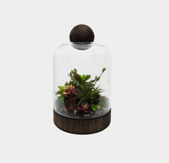 Glass Terrariums with Dark Wood Bases – Multiple Shapes & Sizes