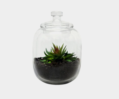 Candy Jar Terrariums - Glassware only