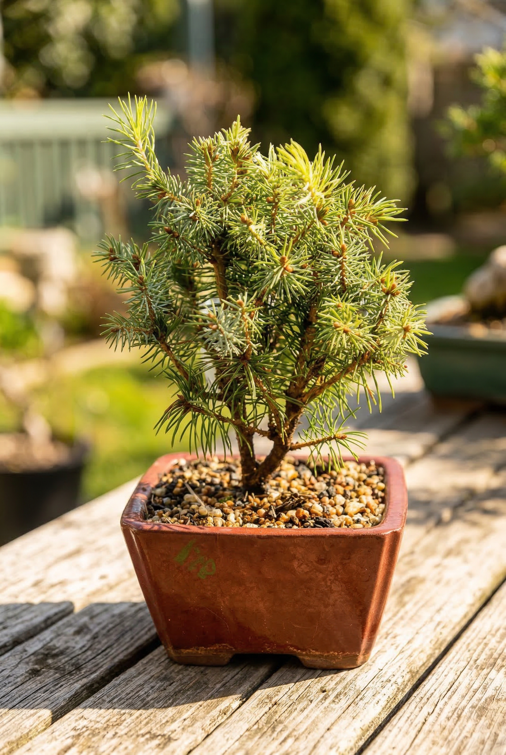 gold bonsai tree pitch perfect Bonsai Tree (Premium Selection)