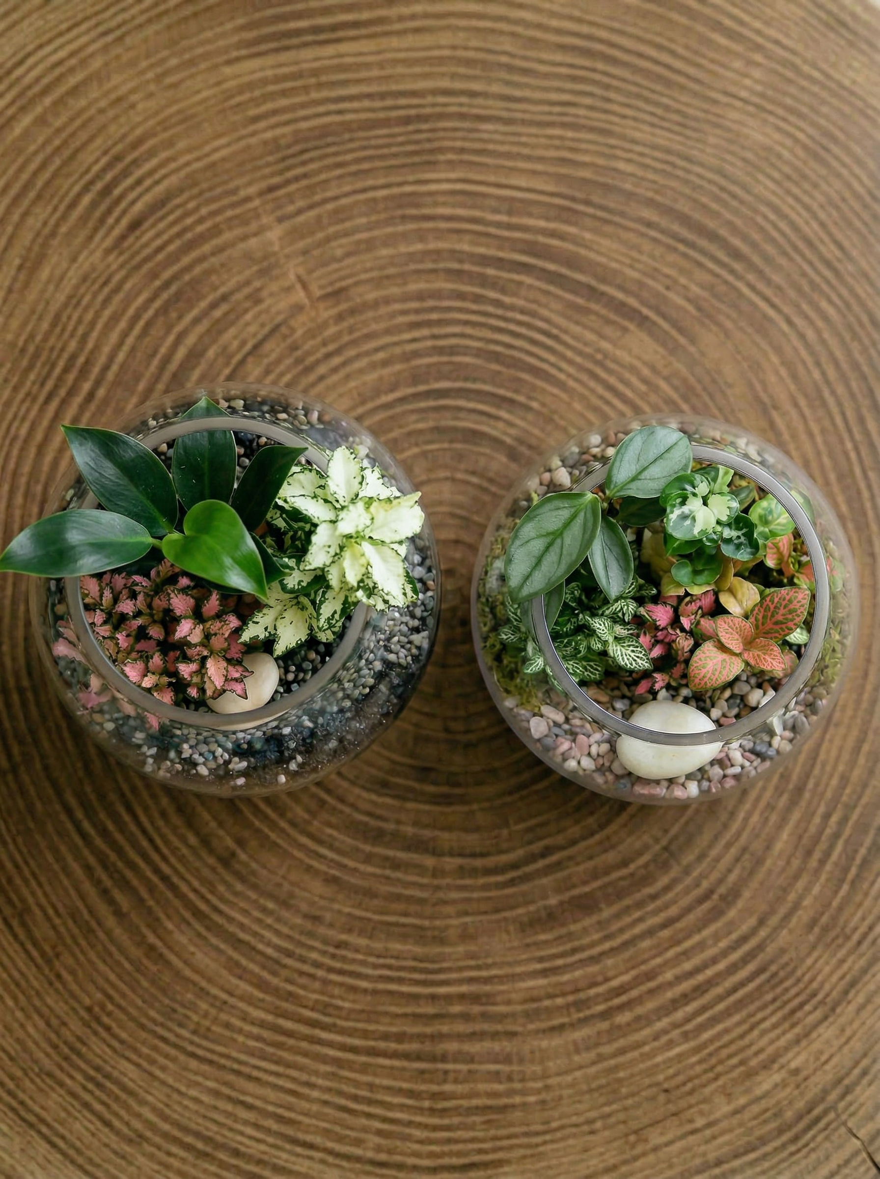 Mini Fishbowl Terrariums – Open Style Ready-Made or DIY
