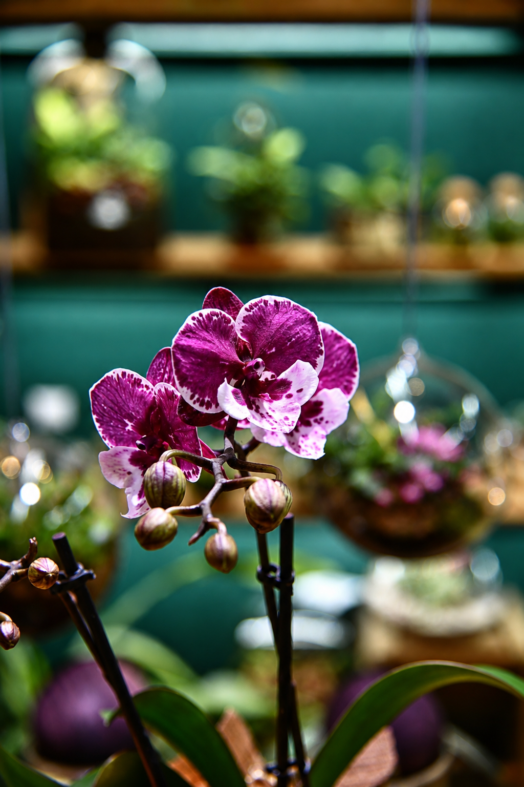 Premium Phalaenopsis Orchids – Choose Your Exact Orchid (Melbourne Delivery)