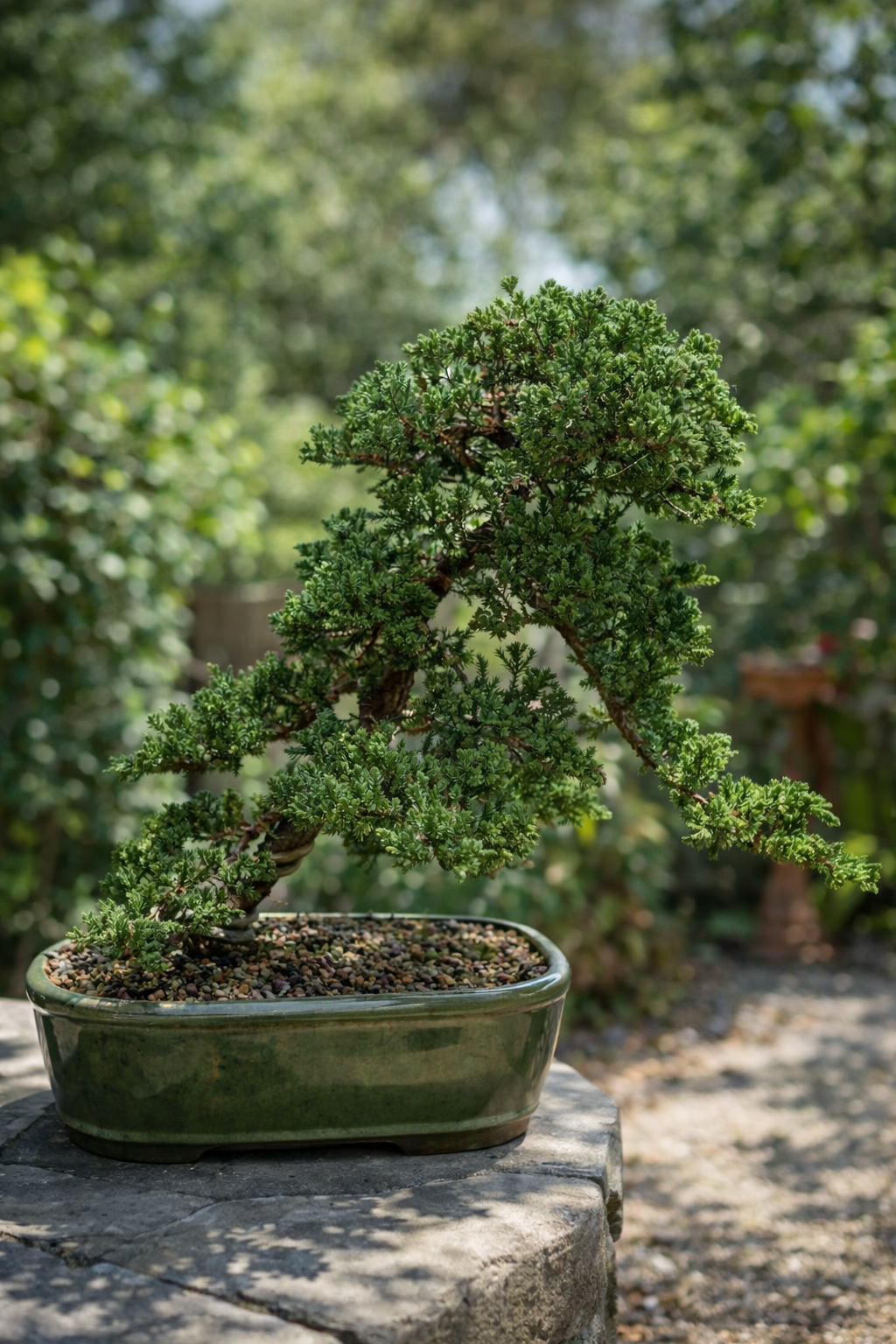Bonsai Tree (Premium Selection)