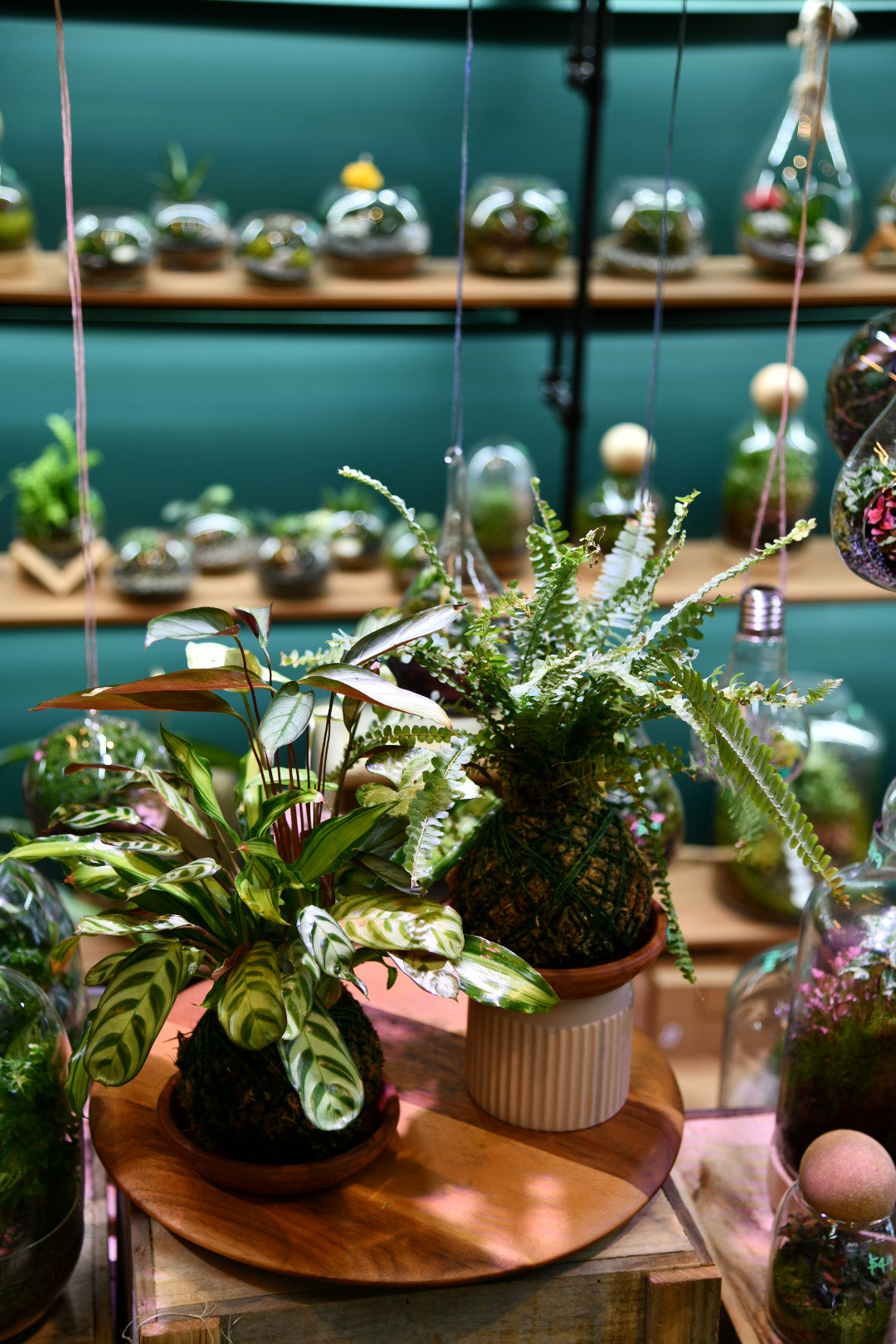 Kokedama Moss Ball – Japanese Indoor Plant Moss Ball (No Pot Plant)