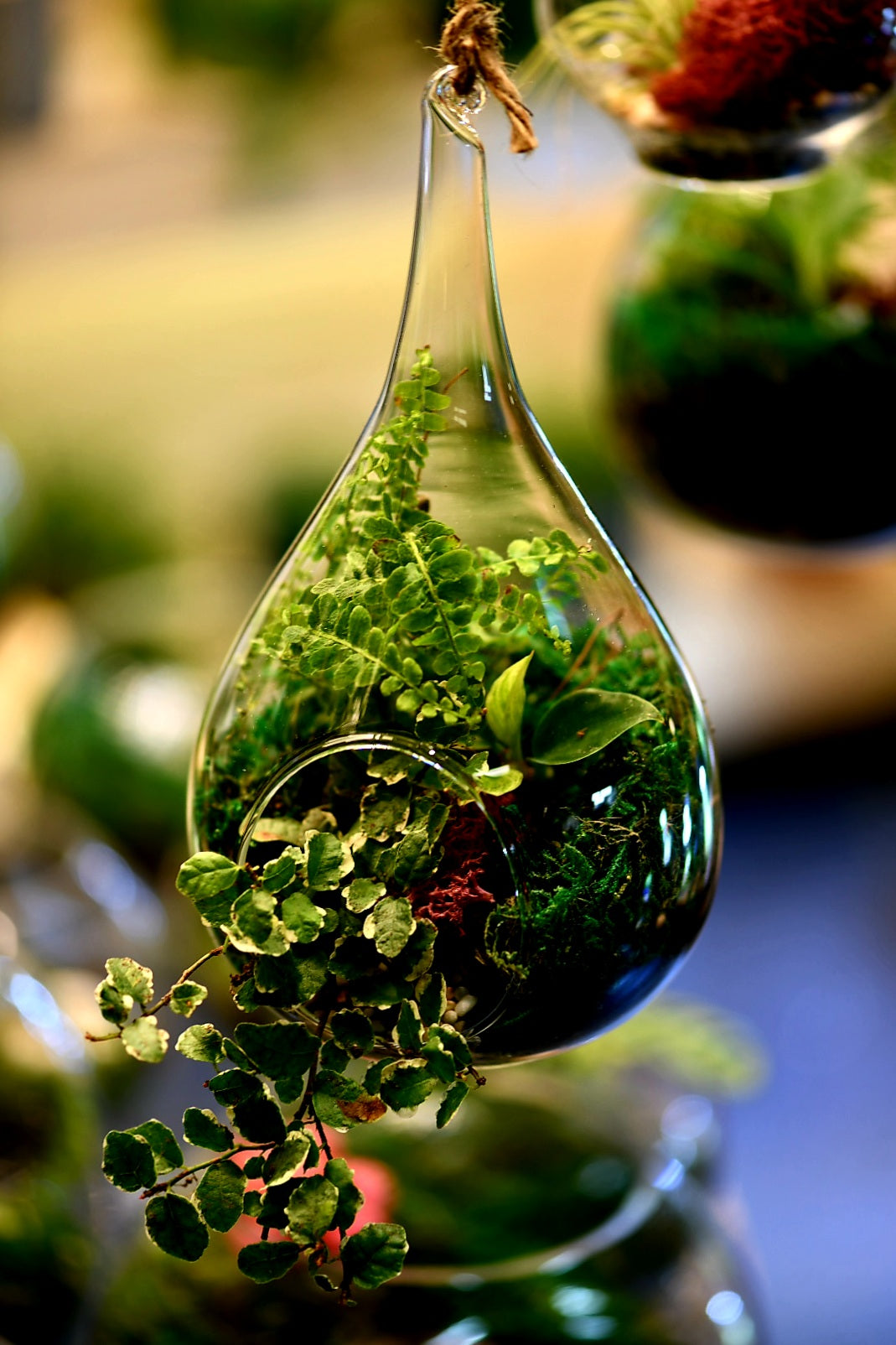 Teardrop Terrariums