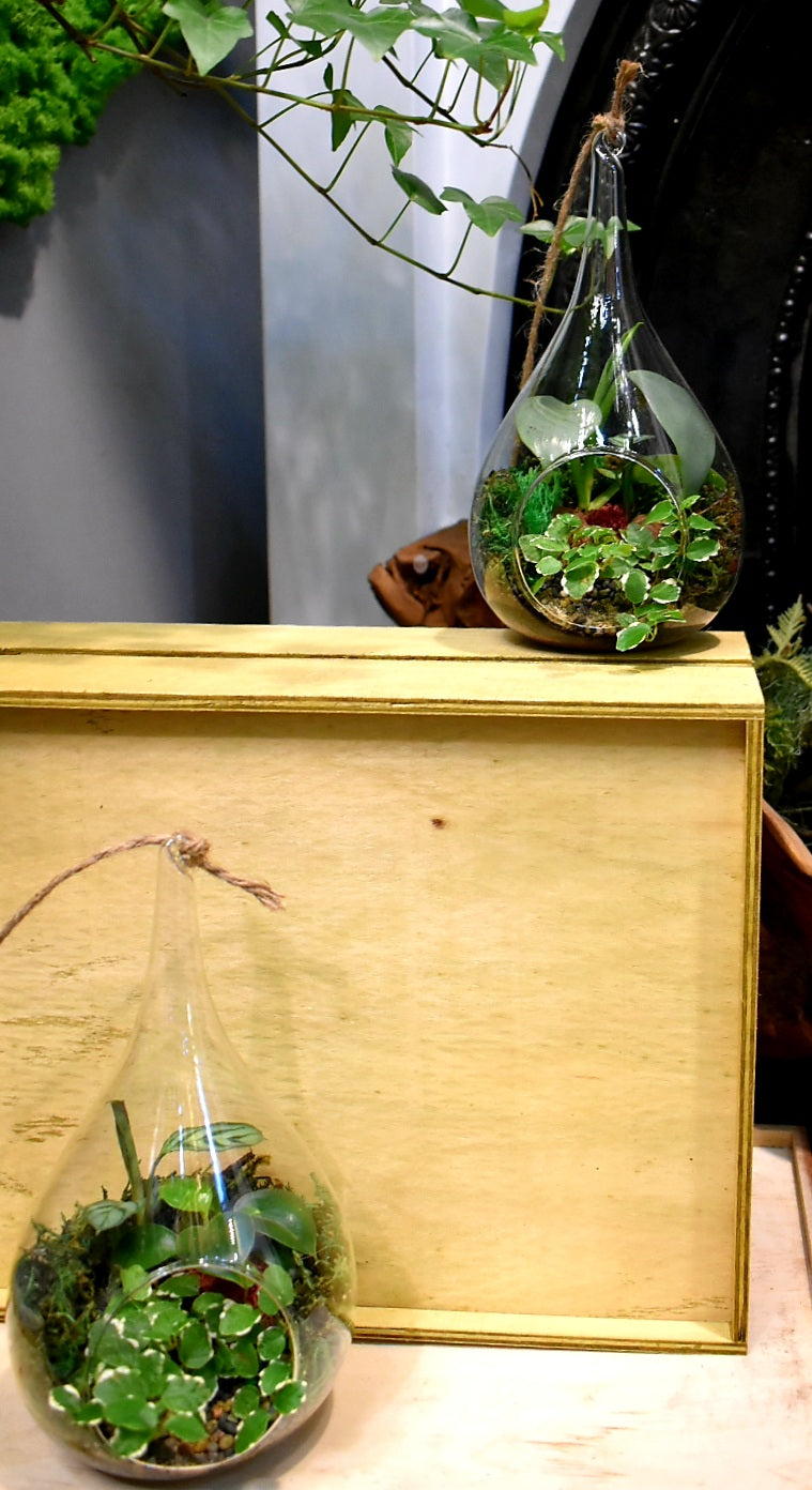 teardrop terrariums