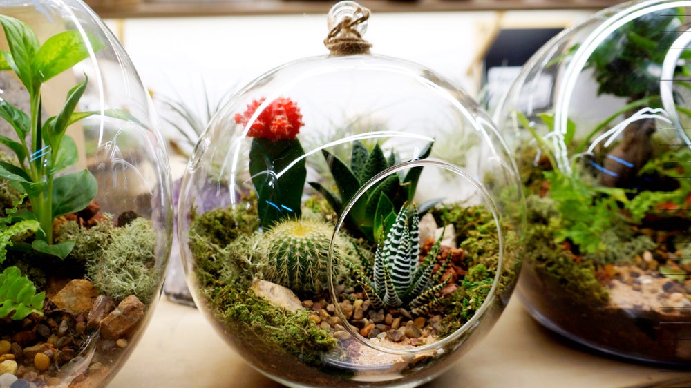 Round Hanging Terrariums Melbourne