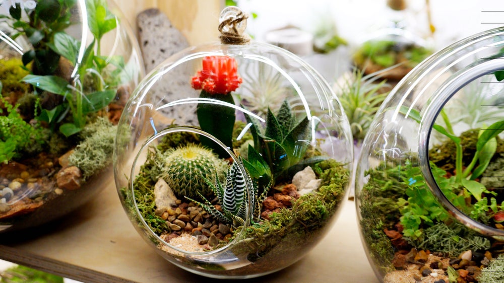 Round Hanging Terrariums Melbourne