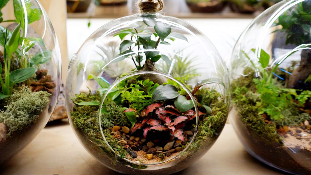 Round Hanging Terrariums Melbourne