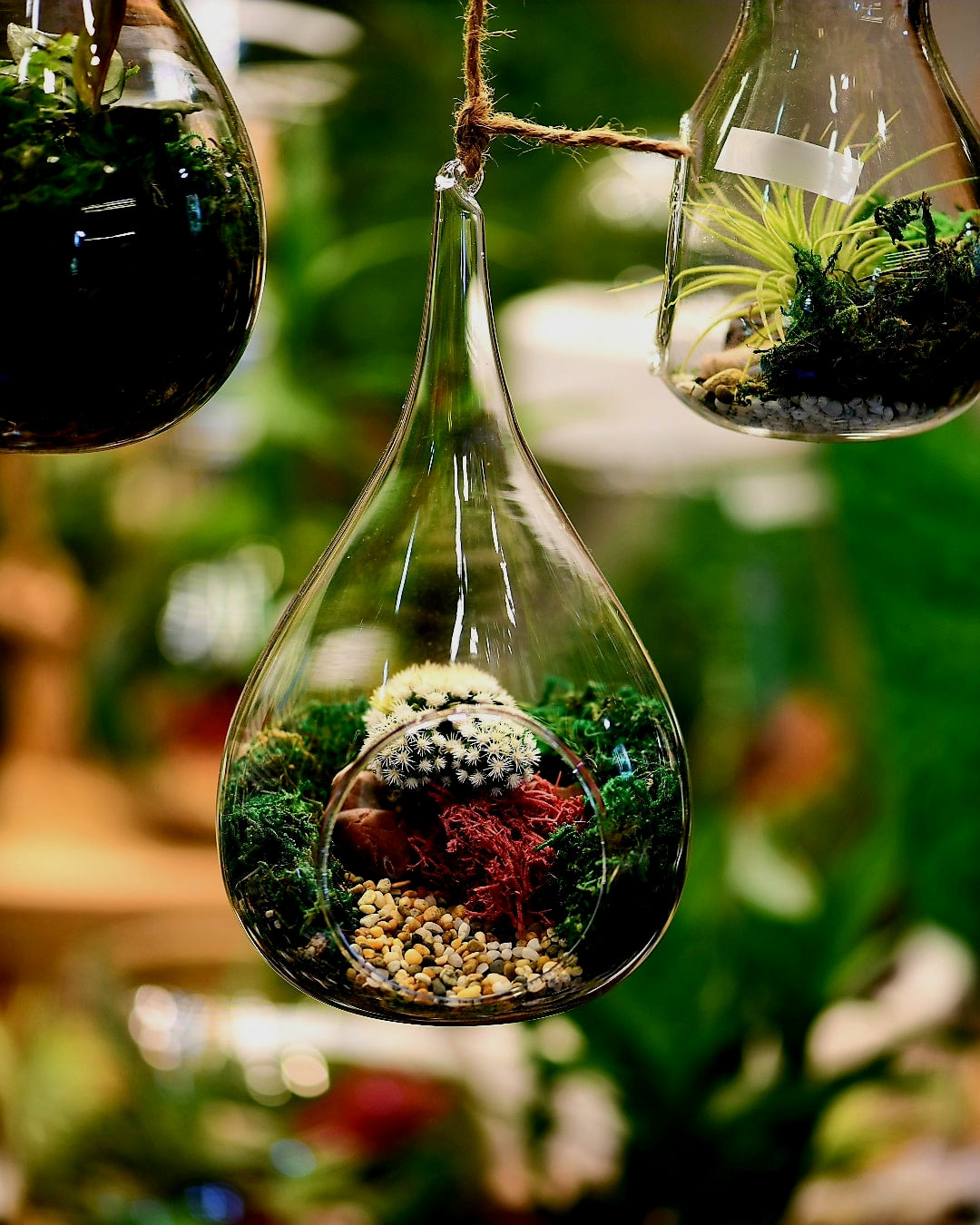Teardrop Terrariums