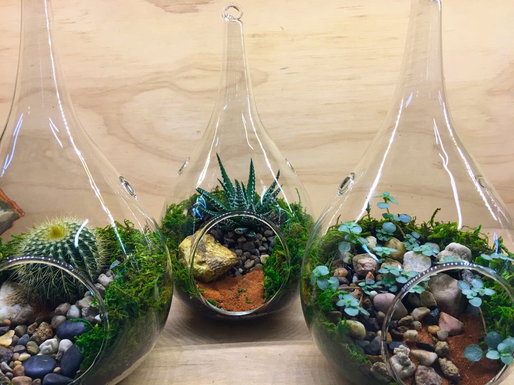 Teardrop Hanging Terrariums Small Melbourne