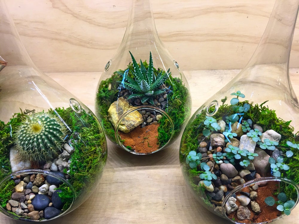 Teardrop Hanging Terrariums Small Melbourne