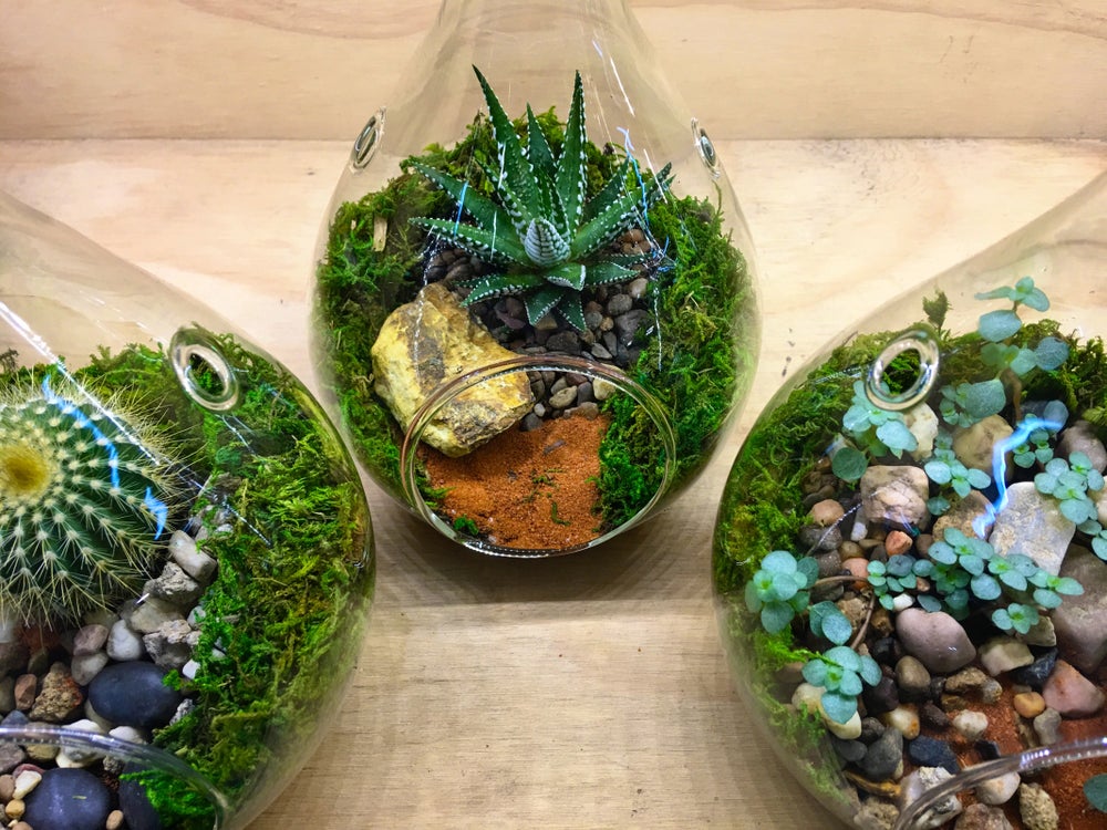 Teardrop Hanging Terrariums Small Melbourne