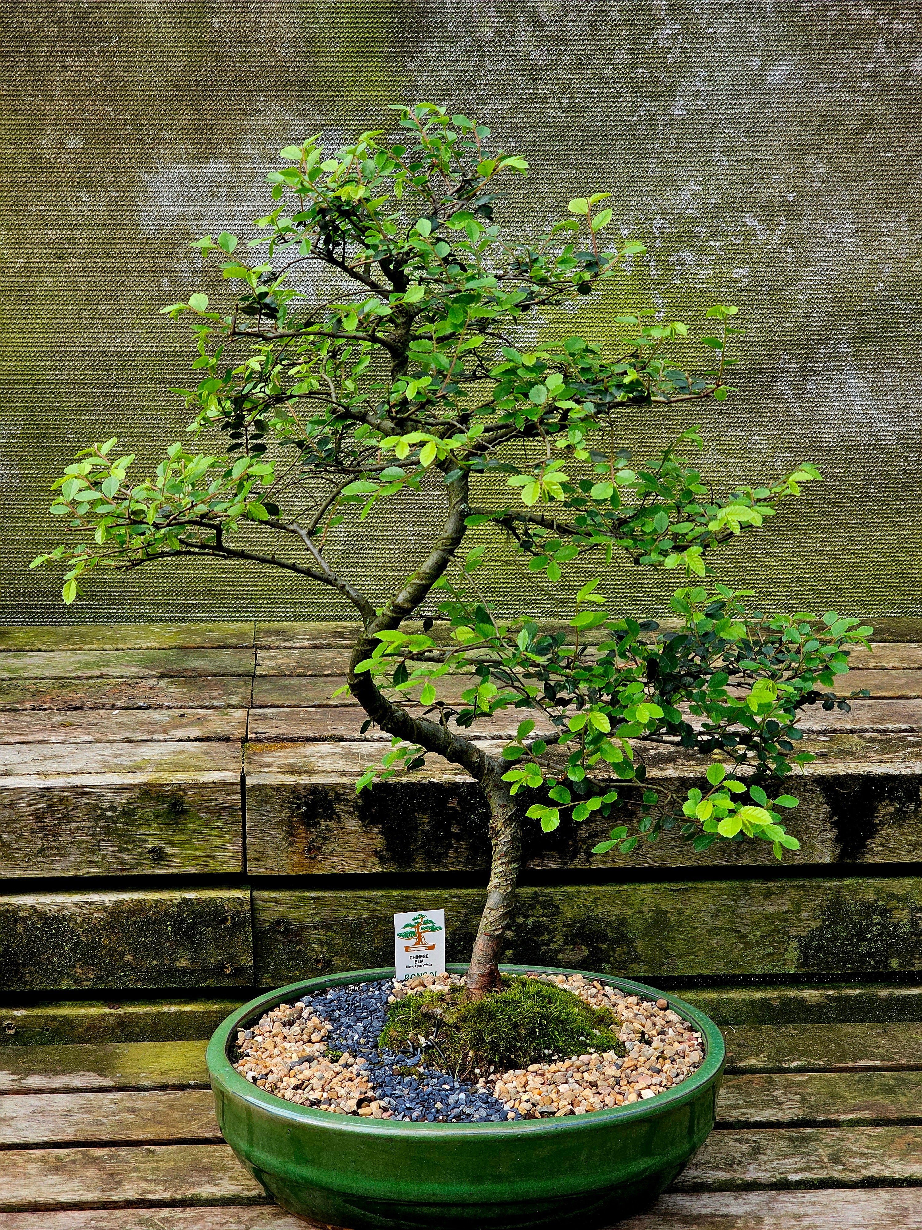 Advanced Bonsai