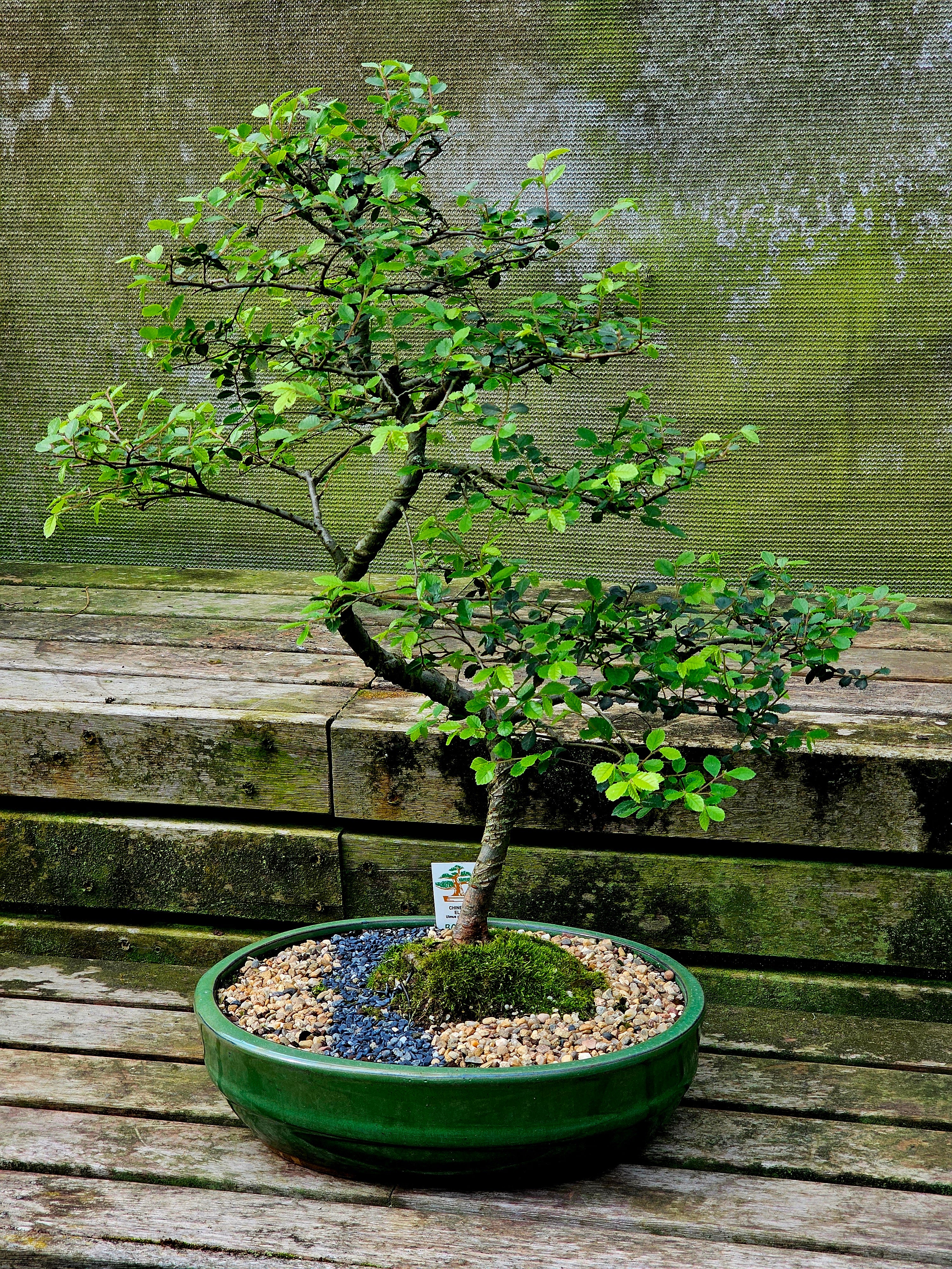 Advanced Bonsai