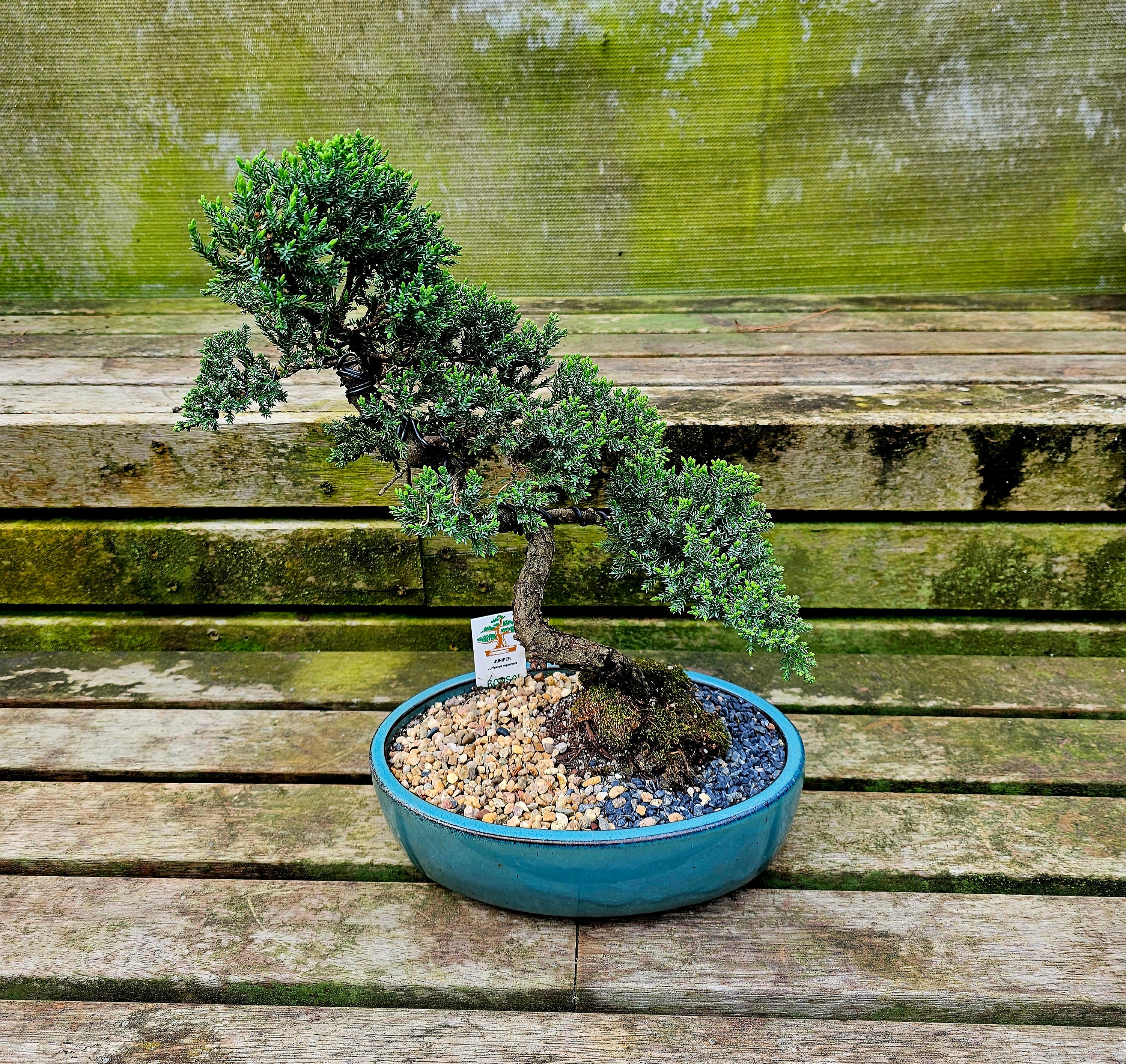 Advanced Bonsai