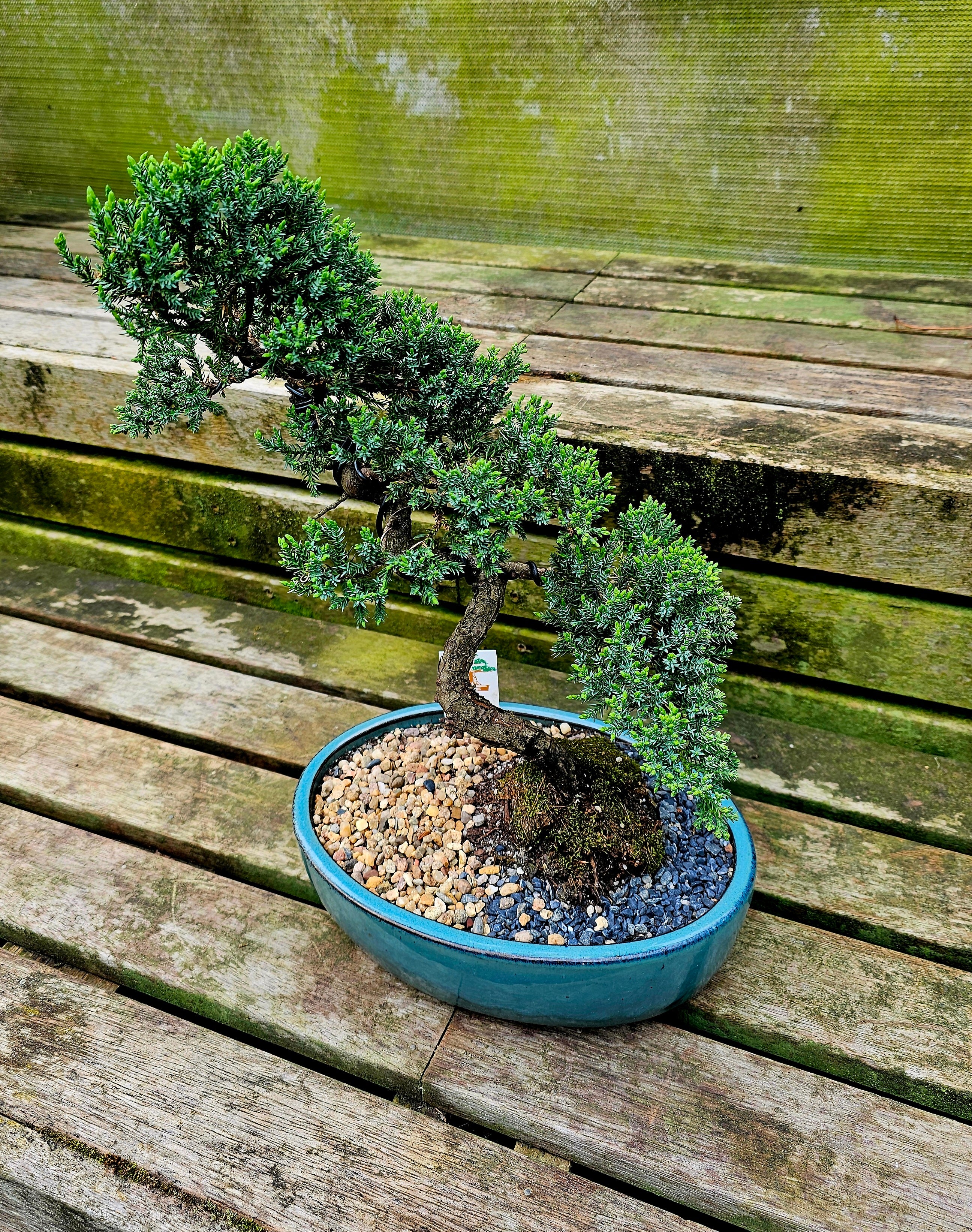 Advanced Bonsai