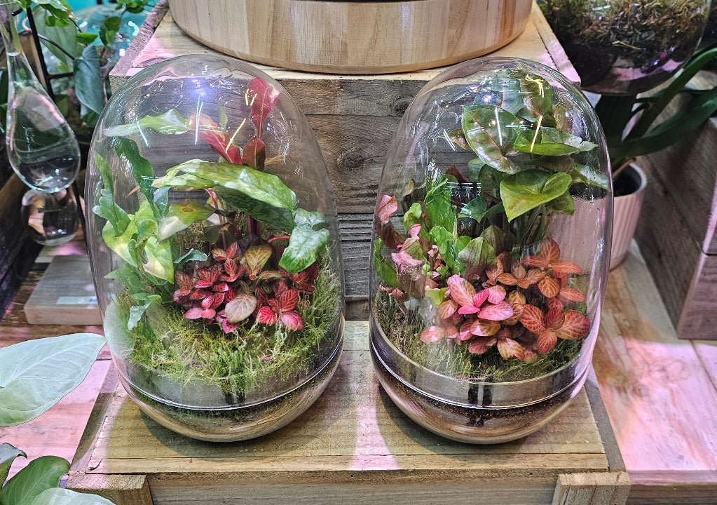 Terrarium Workshop – Create Your Own Miniature Garden