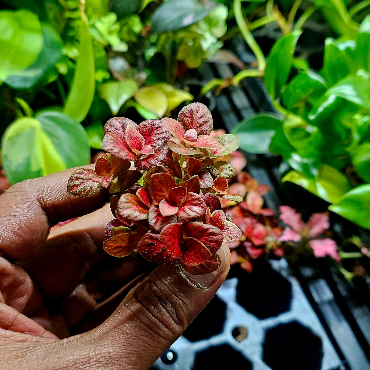 Terrarium Plant Plugs – Mix & Match | Australia-Wide Delivery