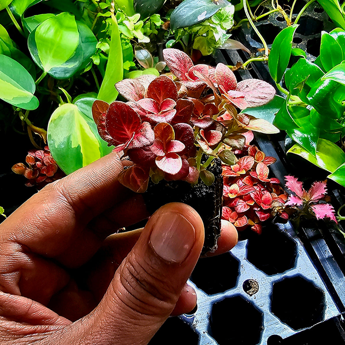 Terrarium Plant Plugs – Mix & Match | Australia-Wide Delivery