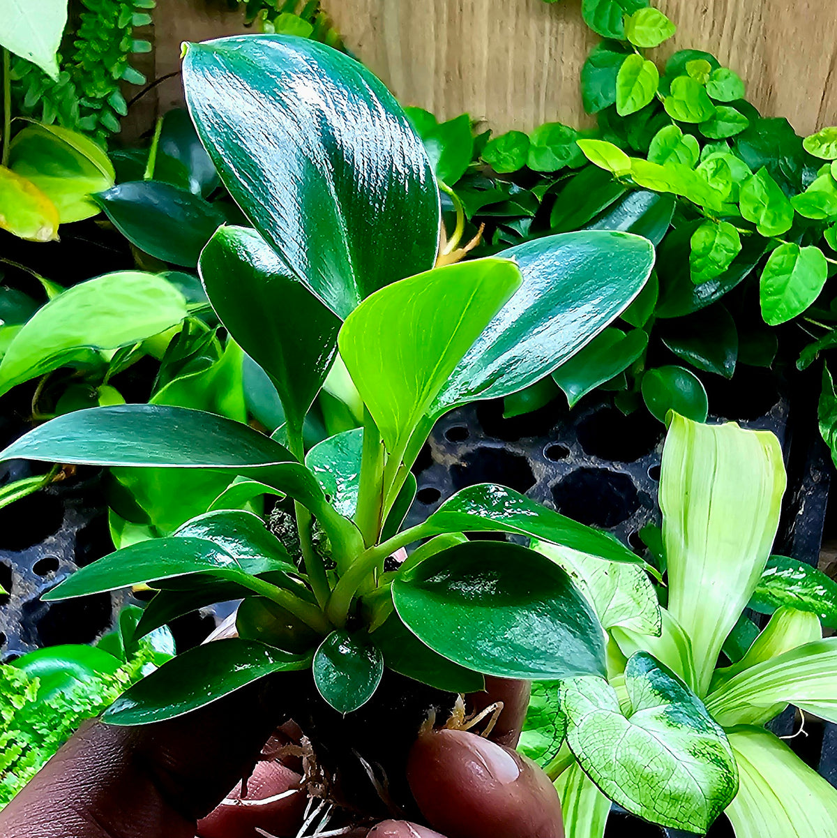 Terrarium Plant Plugs – Mix & Match | Australia-Wide Delivery