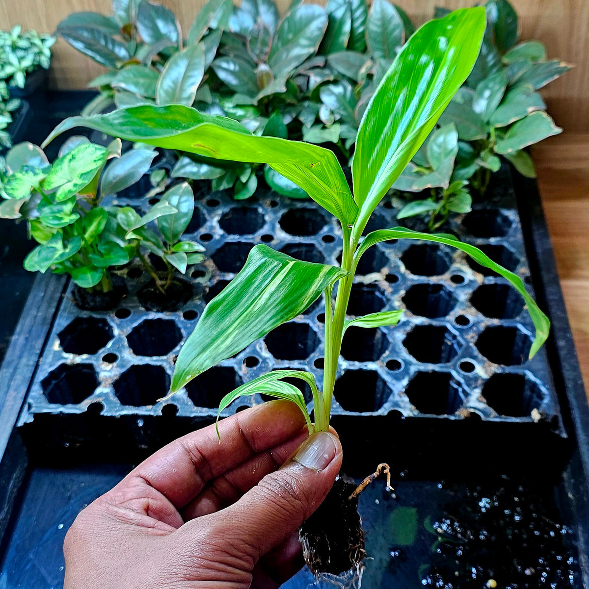 Terrarium Plant Plugs – Mix & Match | Australia-Wide Delivery