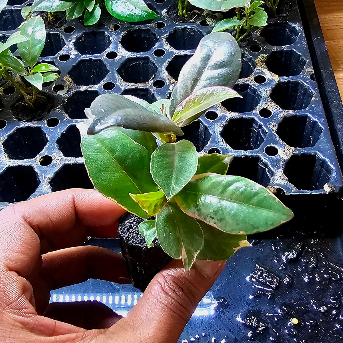 Terrarium Plant Plugs – Mix & Match | Australia-Wide Delivery