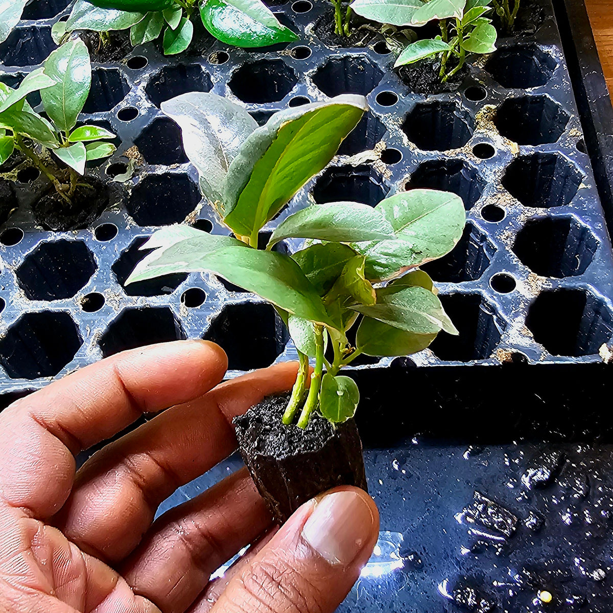 Terrarium Plant Plugs – Mix & Match | Australia-Wide Delivery