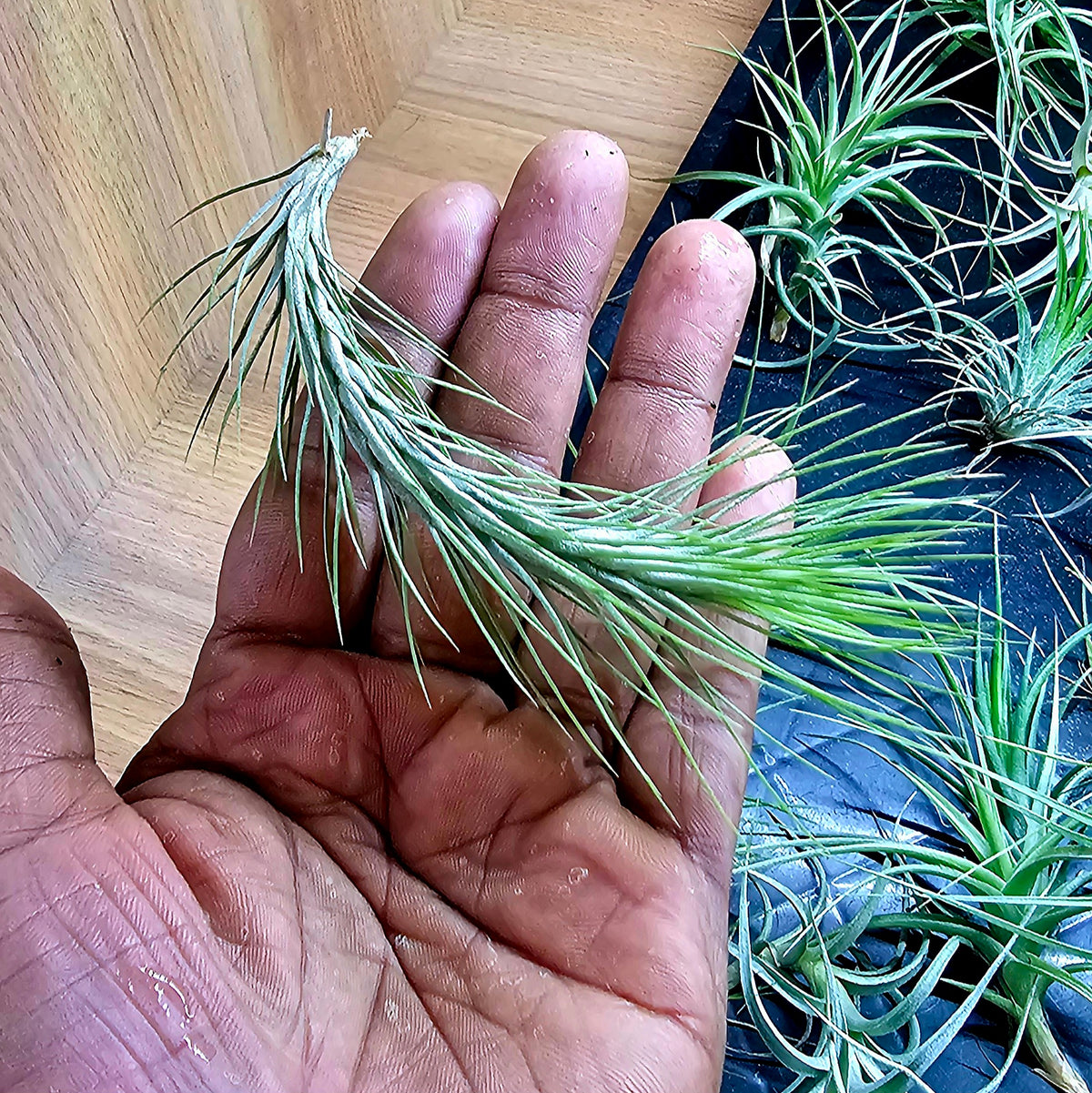 Terrarium Plant Plugs – Mix & Match | Australia-Wide Delivery