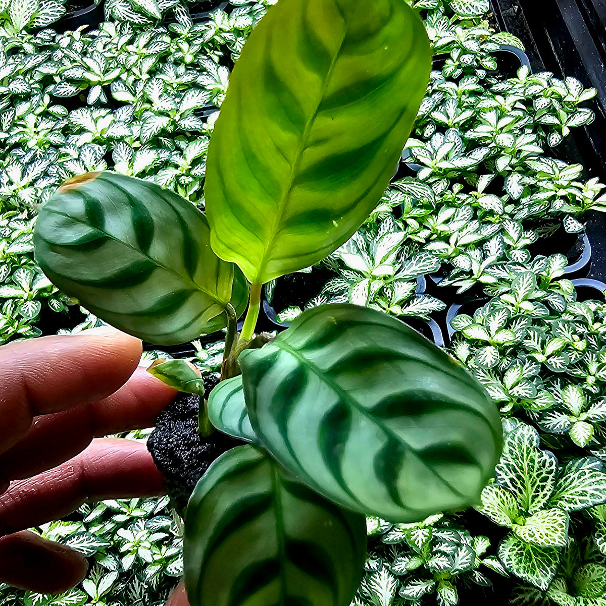 Terrarium Plant Plugs – Mix & Match | Australia-Wide Delivery