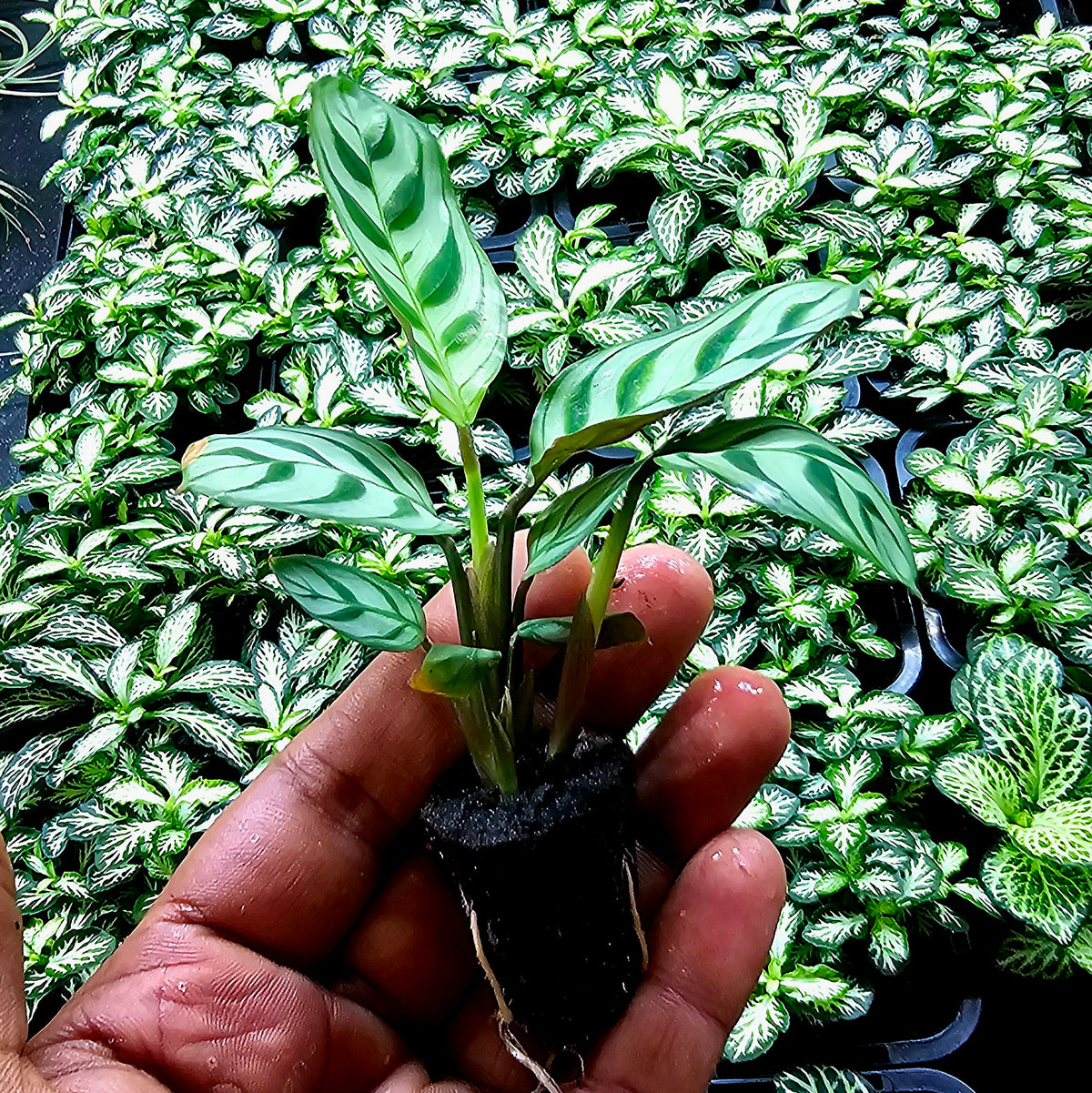 Terrarium Plant Plugs – Mix & Match | Australia-Wide Delivery
