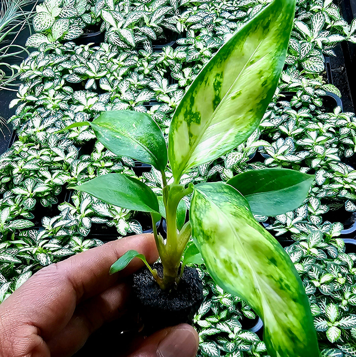 Terrarium Plant Plugs – Mix & Match | Australia-Wide Delivery