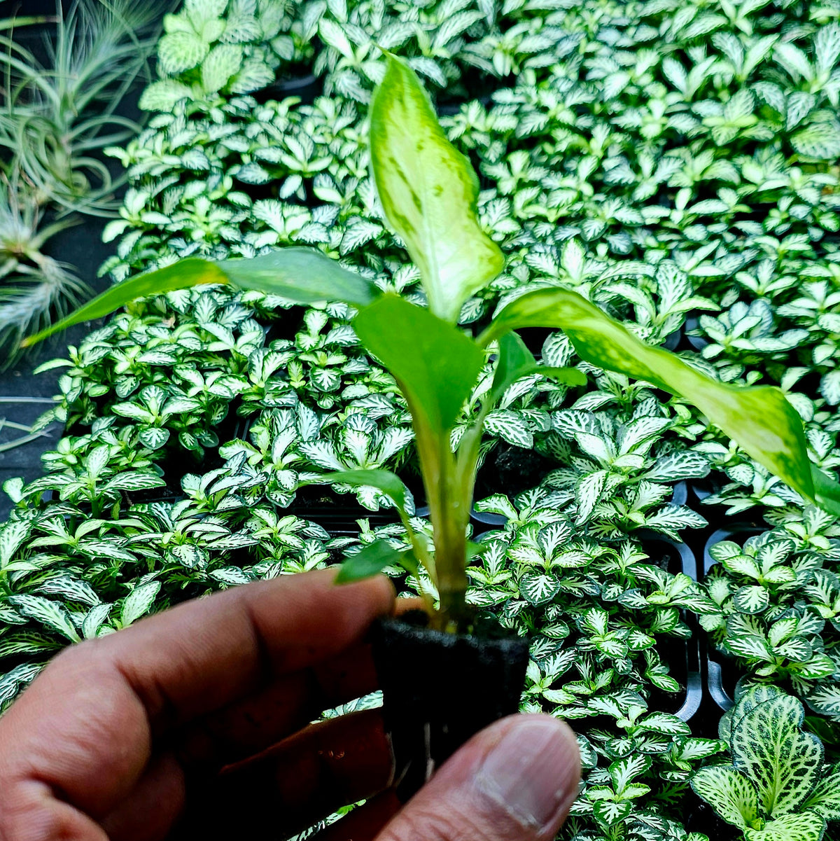 Terrarium Plant Plugs – Mix & Match | Australia-Wide Delivery