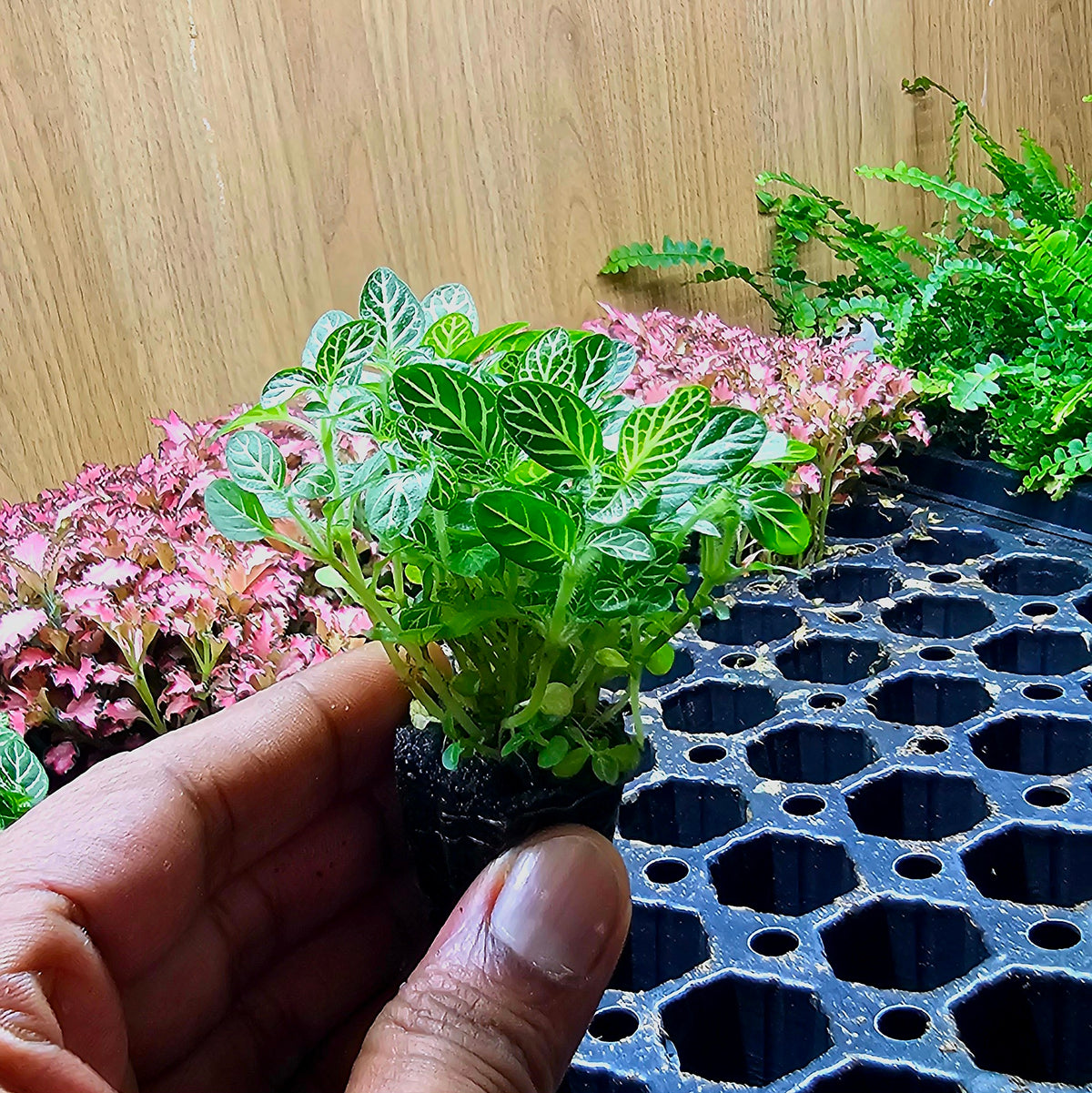 Terrarium Plant Plugs – Mix & Match | Australia-Wide Delivery