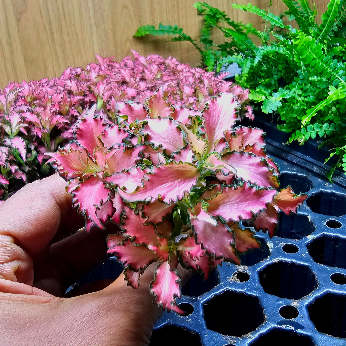 Terrarium Plant Plugs – Mix & Match | Australia-Wide Delivery