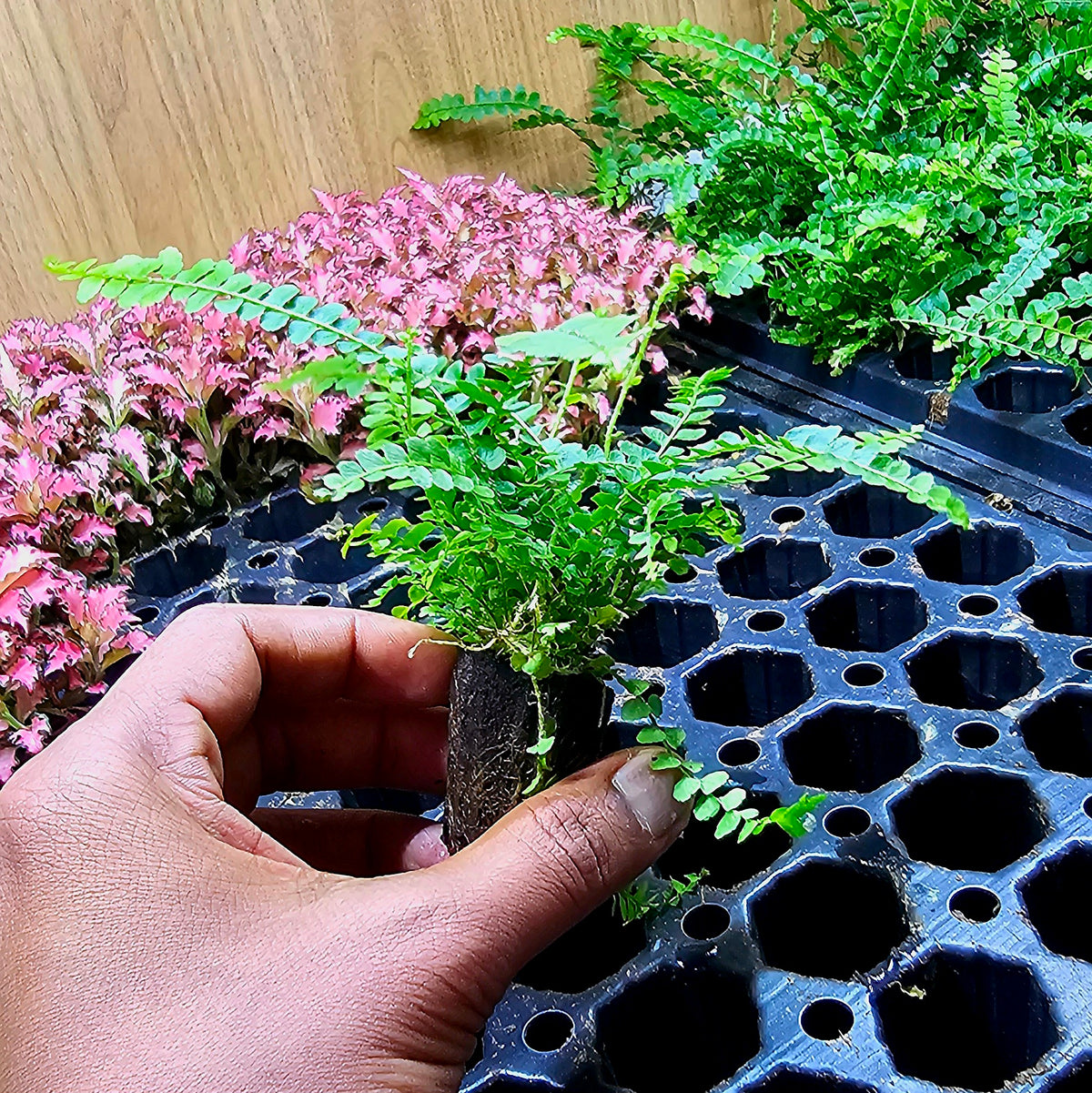Terrarium Plant Plugs – Mix & Match | Australia-Wide Delivery