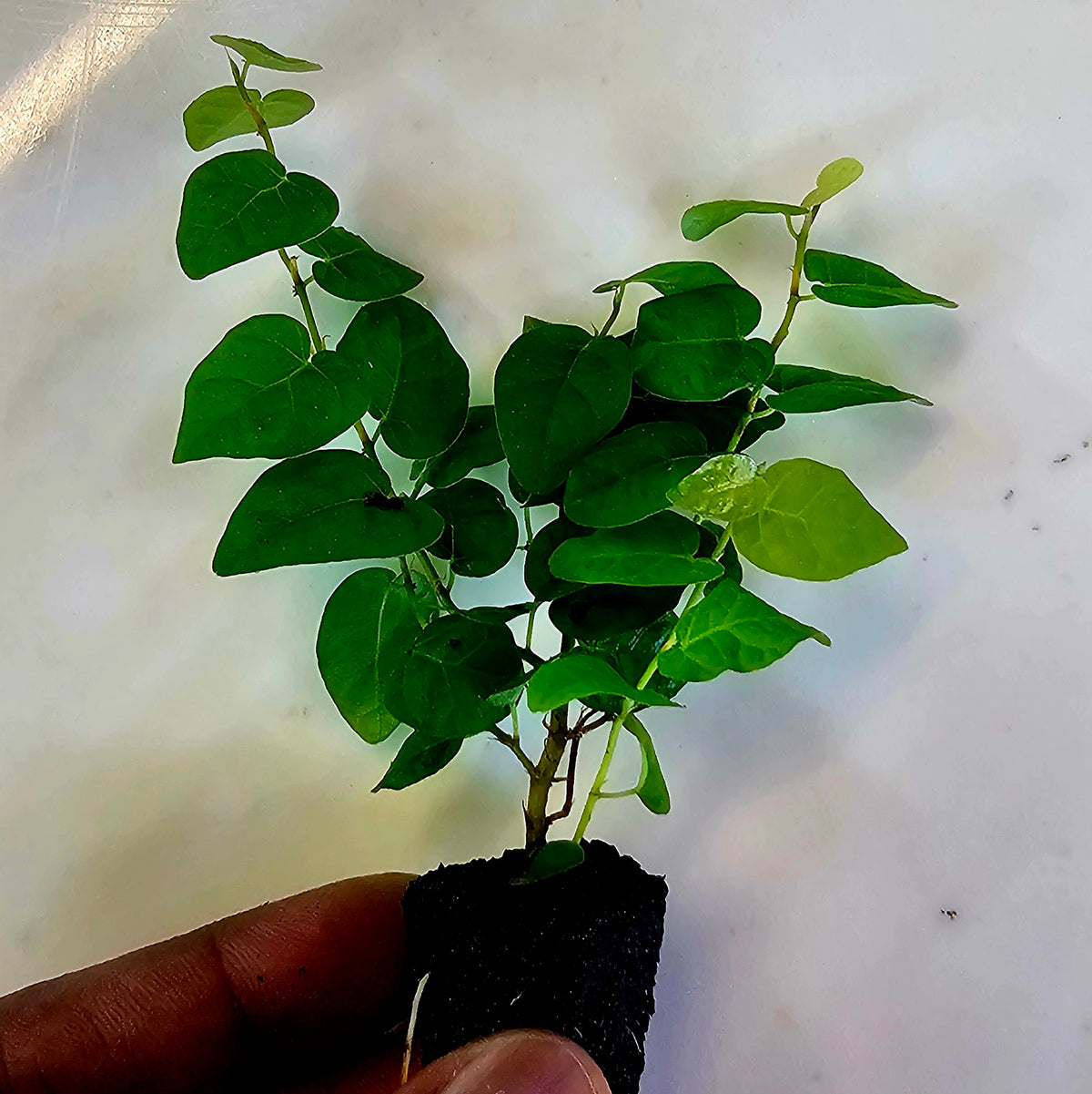 Terrarium Plant Plugs – Mix & Match | Australia-Wide Delivery